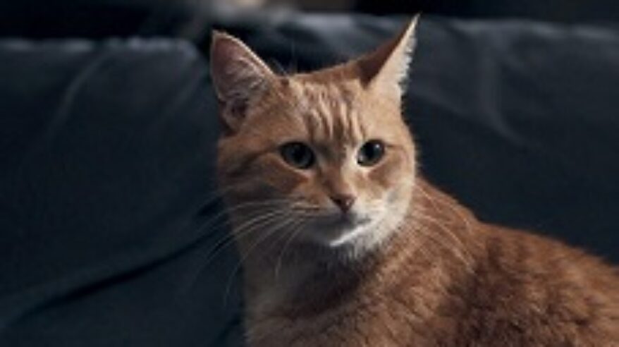 A Gift From Bob to film early November