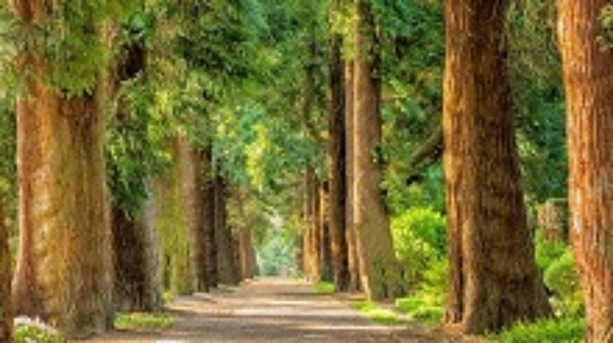 Entries open for Sky Zero Footprint Fund