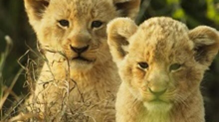 Humble Bee lands Netflix natural history order