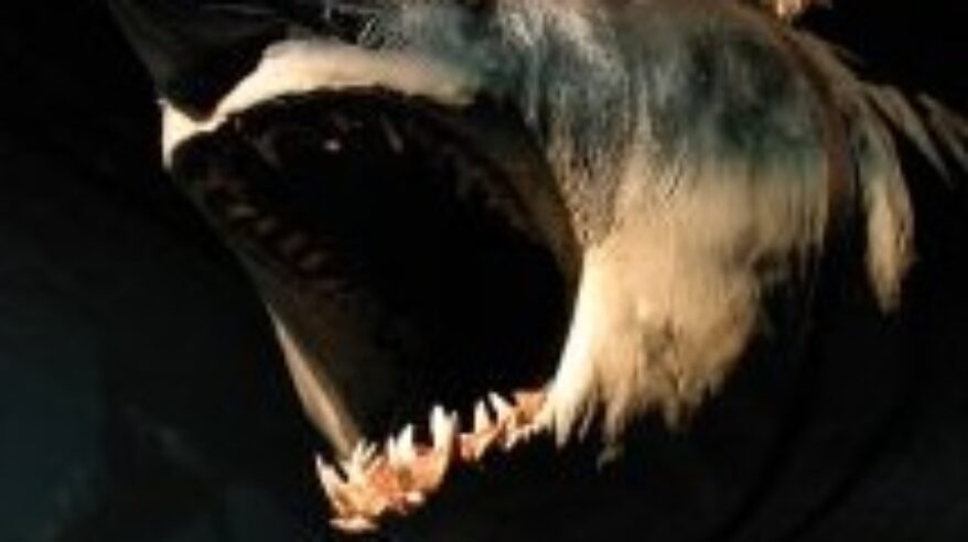 From PI: Underwater thriller going swimmingly