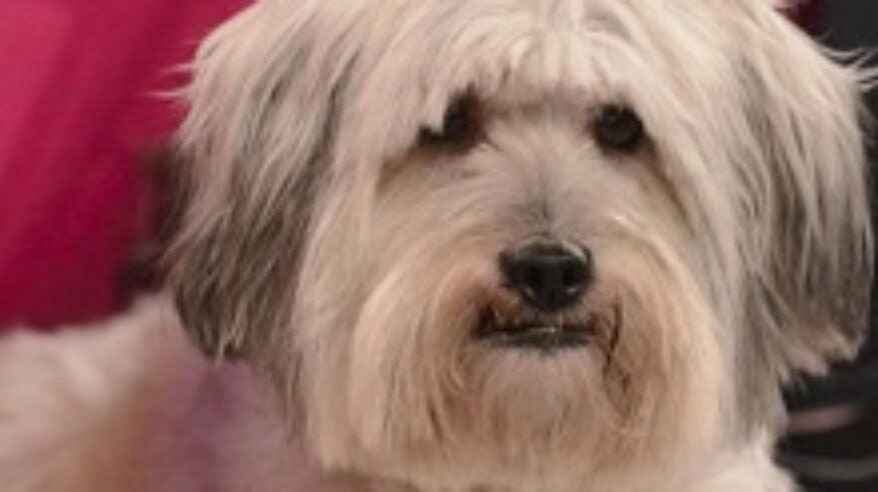 Pudsey gearing up for feature debut