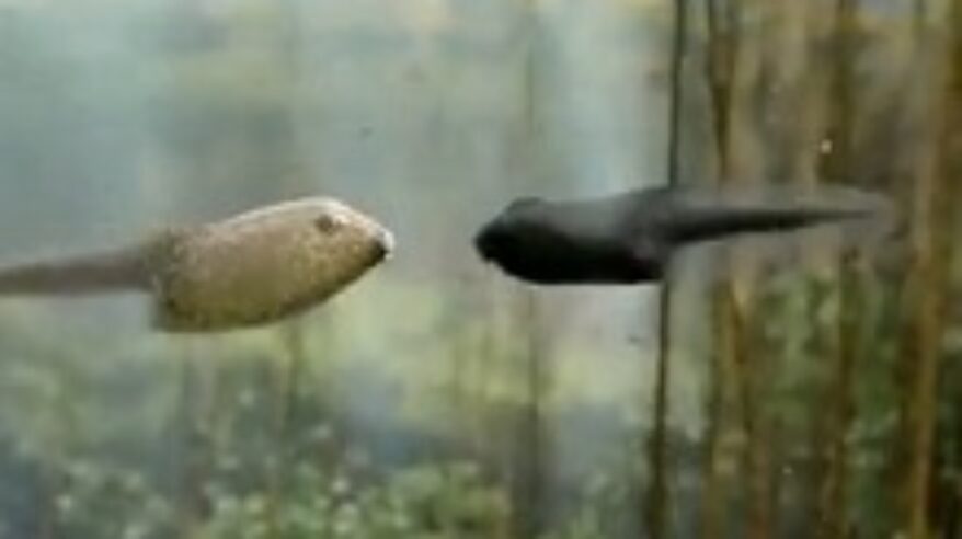 Dancing tadpoles in new Freeview ad