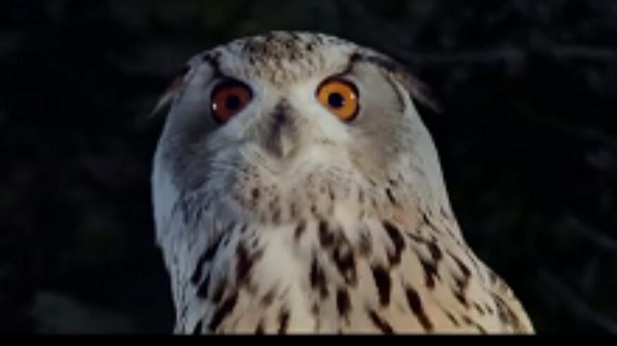 Stunning new ad for IKEA LED lighting