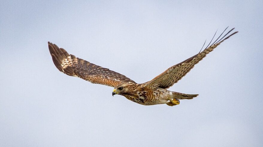 Hawk flying with wings outstretched